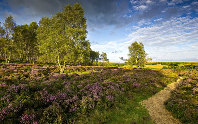 Purple flowers path sunny tiltshift free wallpaper - medium preview image