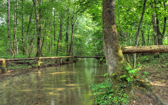 River forest fallen trunk impressionist free wallpaper - medium preview image