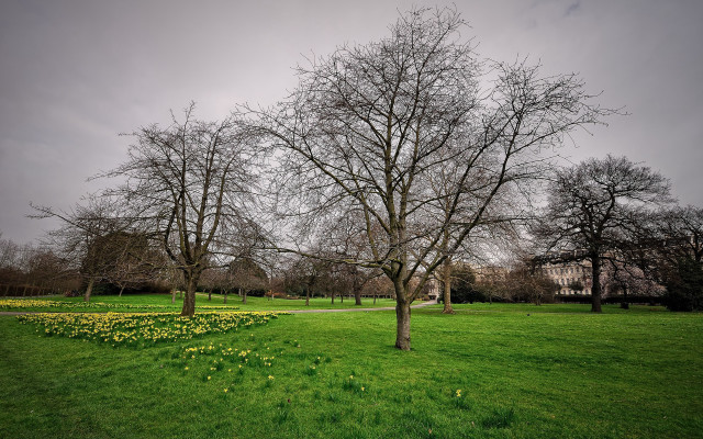Tree grassy field house tilt free wallpaper - medium preview image