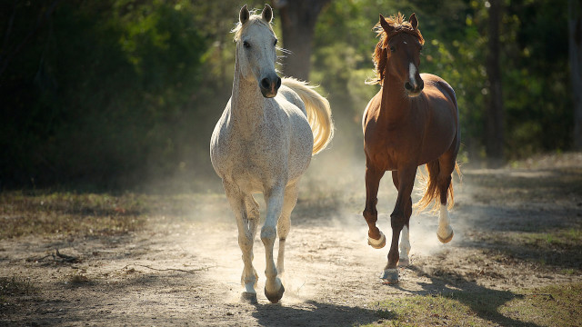 Horses running dirt road forest free wallpaper - medium preview image