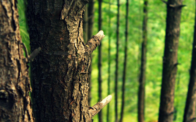 Tree trunk knot forest bench free wallpaper - medium preview image