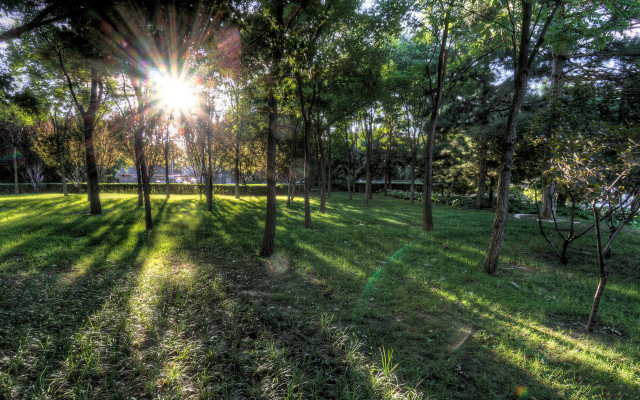 Grassy field trees bench sunlight #3 free wallpaper - medium preview image