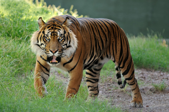 Tiger walking field forest camouflage free wallpaper - medium preview image