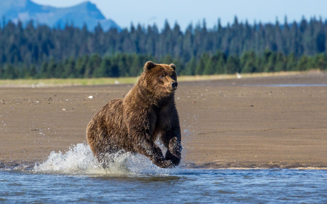 Bear running beach forest mountains free wallpaper - medium preview image
