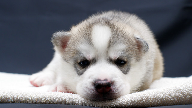 Puppy sad blanket shiba inu free wallpaper - medium preview image