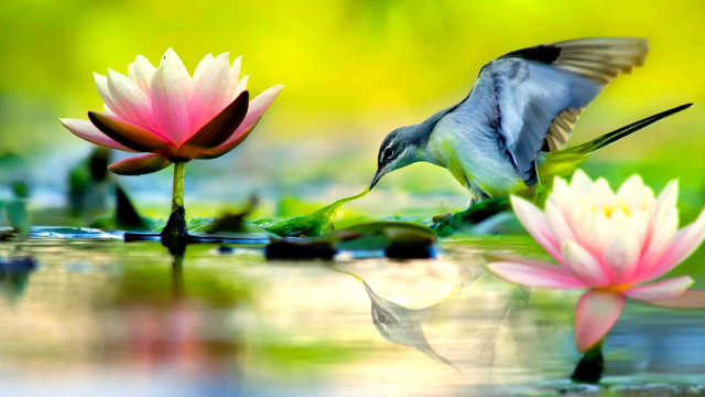 Bird water lilies macro wildlife free wallpaper - medium preview image