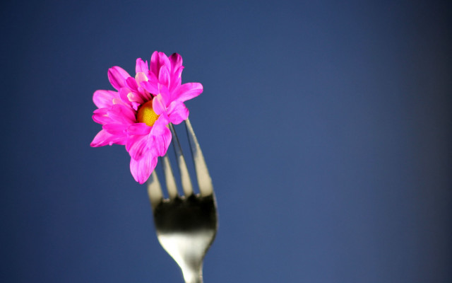 Fork pinkflower bluebackground macro foodphotography free wallpaper - medium preview image