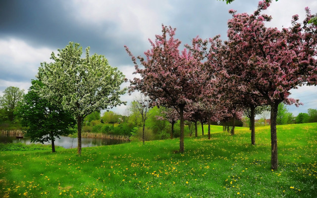 Impressionist nature lake flowers trees free wallpaper - medium preview image