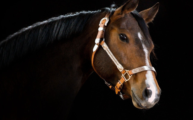 Brown horse white stripe bridle free wallpaper - medium preview image