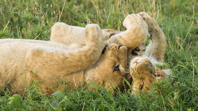 Lion play fighting grass weeds free wallpaper - medium preview image