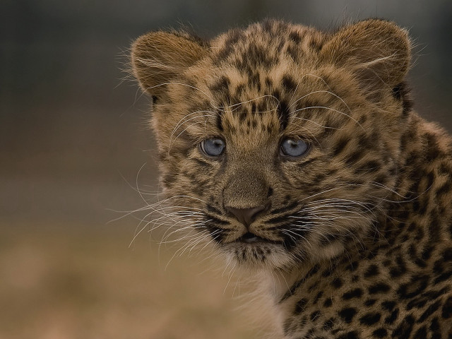 Small leopard blue eyes grassy free wallpaper - medium preview image