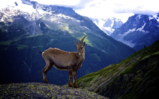Rocky mountain goat nature scene free wallpaper - medium preview image