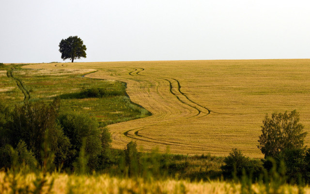 Dirt road field tree sunset #5 free wallpaper - medium preview image
