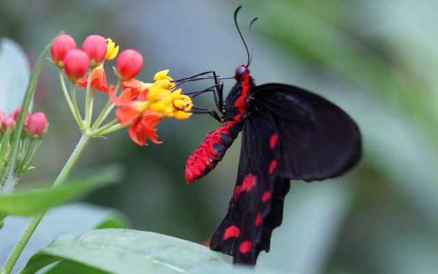 Black red butterfly flower ecological free wallpaper - medium preview image