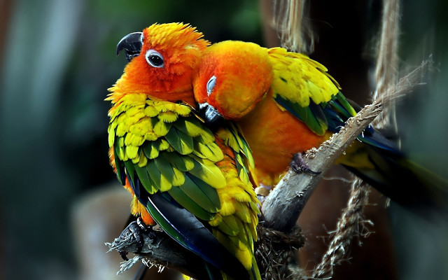 Colorful birds on branch puzzle free wallpaper - medium preview image