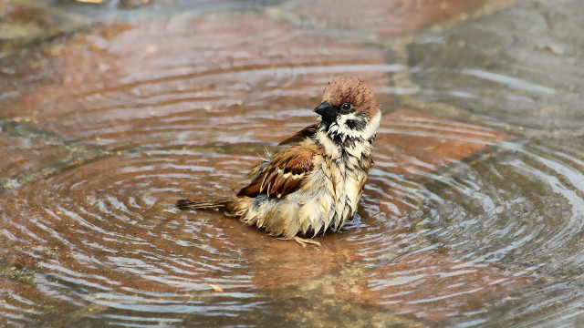 Bird sitting in puddle ecological free wallpaper - medium preview image