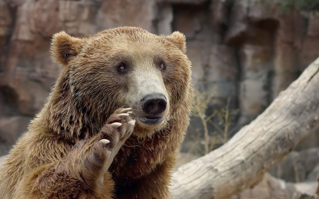 Brown bear tree rock background free wallpaper - medium preview image