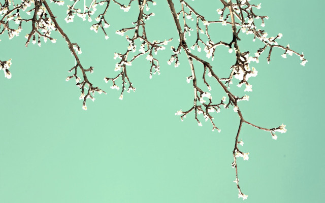 White flower bird branch spring free wallpaper - medium preview image
