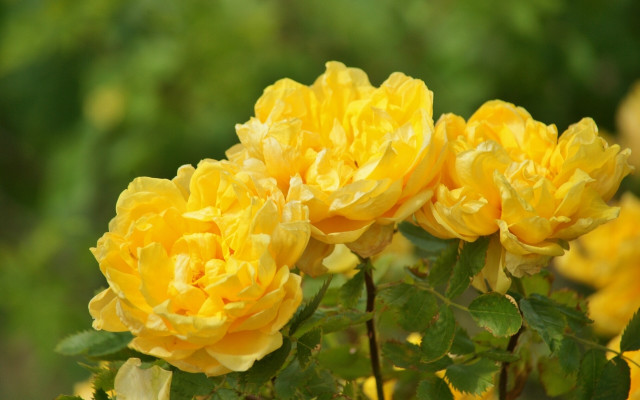 Yellow flower blooming sun leaves free wallpaper - medium preview image