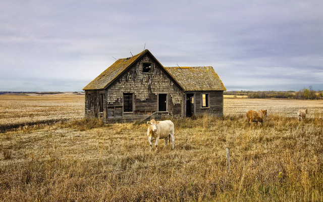 Cow field house broken roof free wallpaper - medium preview image