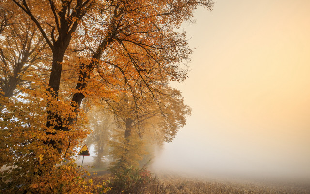 Foggy autumn park bench trees free wallpaper - medium preview image