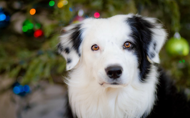 Black white dog christmas tree free wallpaper - medium preview image