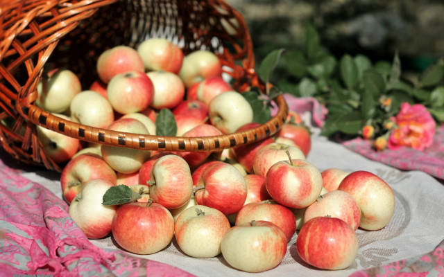 Basket apples table pink flower free wallpaper - medium preview image