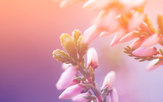 Flower closeup blurry foreground soft free wallpaper - medium preview image