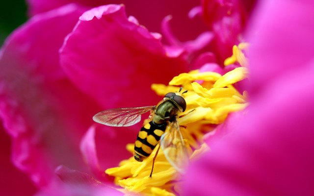 Bee flower pink background yellow free wallpaper - medium preview image