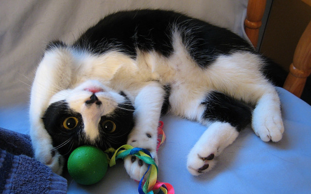 Black white cat bed toy free wallpaper - medium preview image