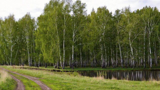 Dirt road forest river ecological free wallpaper - medium preview image