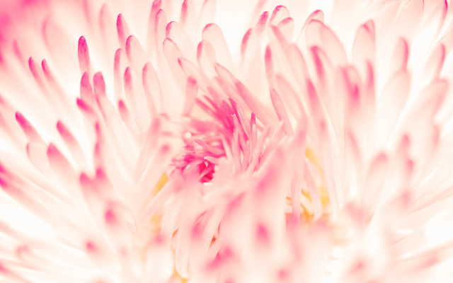 White flower pink petals macro free wallpaper - medium preview image