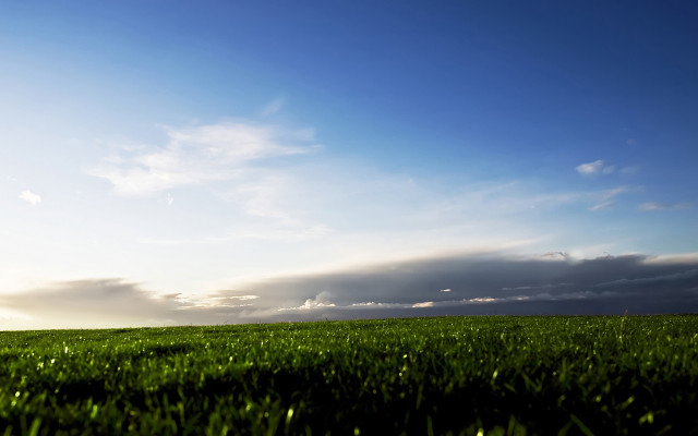 Lone tree grassy field cloudy #8 free wallpaper - medium preview image
