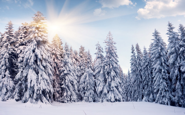 Snowy landscape trees sun blue free wallpaper - medium preview image