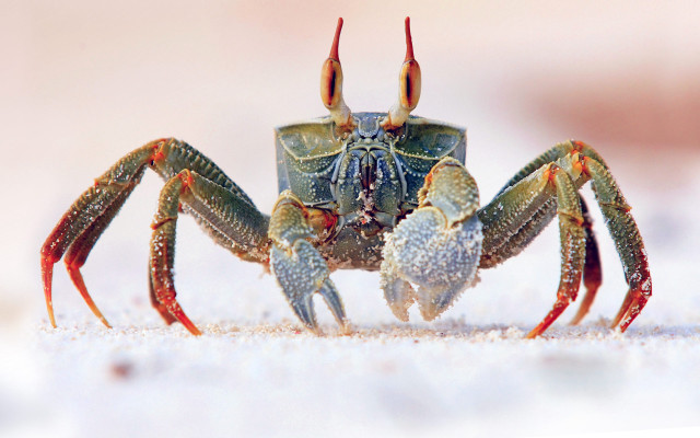 Crab beach sand water droplets free wallpaper - medium preview image