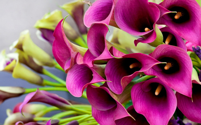 Purple bouquet gothic stilllife blurry free wallpaper - medium preview image
