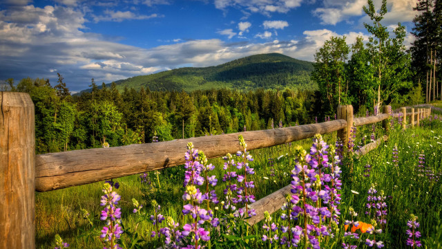 Wooden fence wildflowers mountains sky free wallpaper - medium preview image