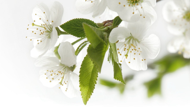 Tree branch white flowers green #4 free wallpaper - medium preview image