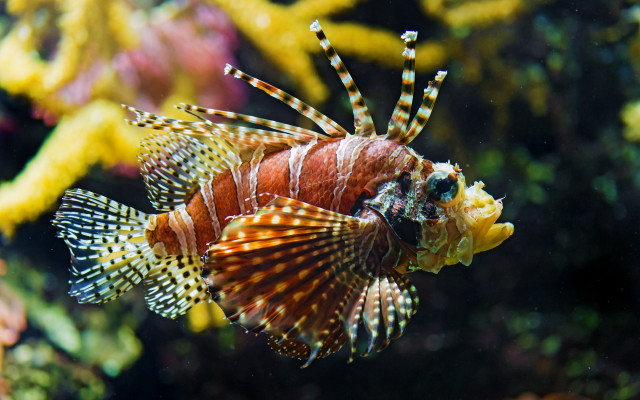 Lionfish coral reef holography bokeh free wallpaper - medium preview image