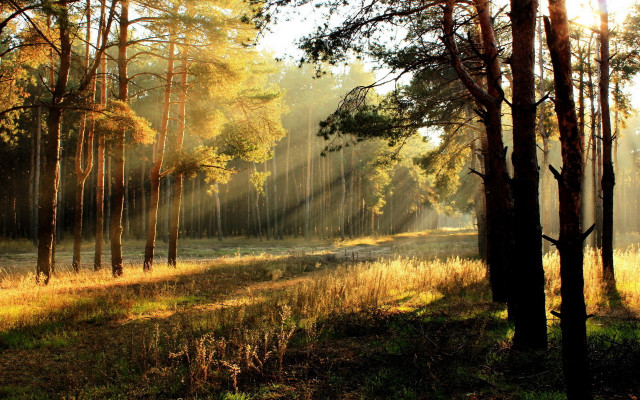 Sunbeam forest path autumn leaves free wallpaper - medium preview image