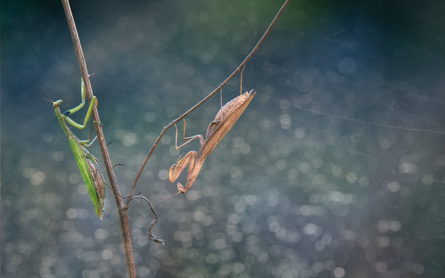 Praying mantis forest rain bokeh free wallpaper - medium preview image