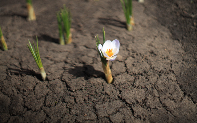 White flower dirt grass macro free wallpaper - medium preview image