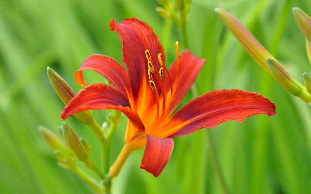 Red flower yellow stamen macro #2 free wallpaper - medium preview image