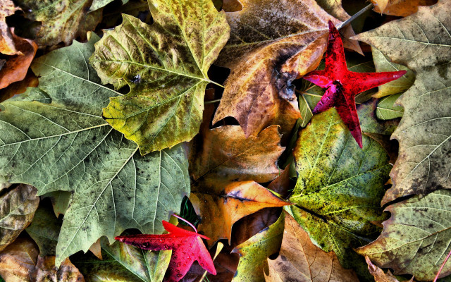 Leaves autumn art photography frost free wallpaper - medium preview image