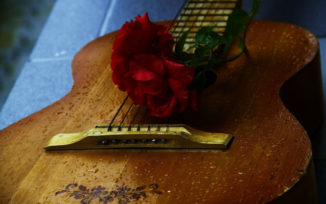 Guitar rose flower stilllife 8k free wallpaper - medium preview image
