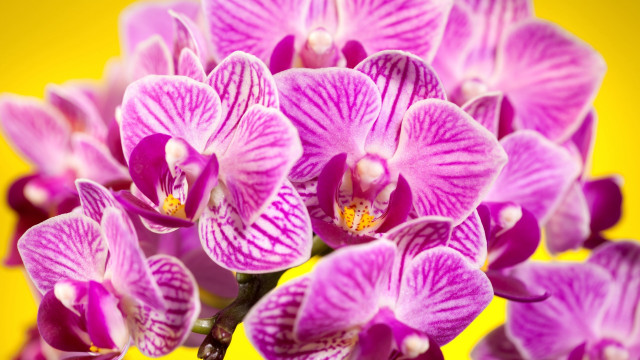 Purple flowers yellow background macro free wallpaper - medium preview image