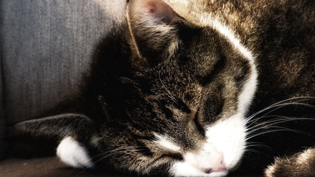 Cat sleeping couch armchair animals free wallpaper - medium preview image