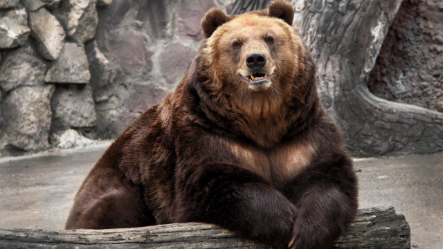 Brown bear log zoo tree free wallpaper - medium preview image