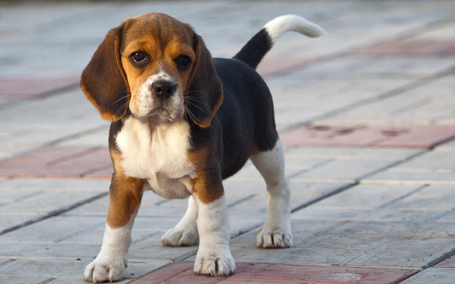 Small dog sad eyed outdoor free wallpaper - medium preview image