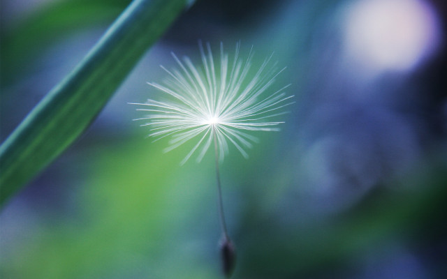 Dandelion macro blurry background night free wallpaper - medium preview image